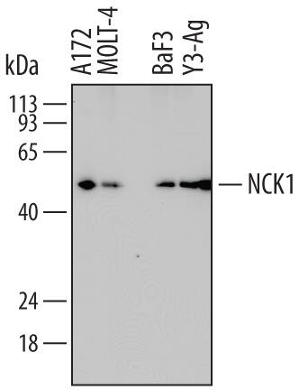 Western Blot NCK1 Antibody (714506)