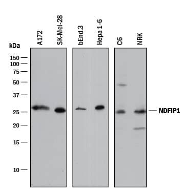 Western Blot NDFIP1 Antibody