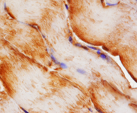 Immunohistochemistry NEDD8 Antibody [Unconjugated]
