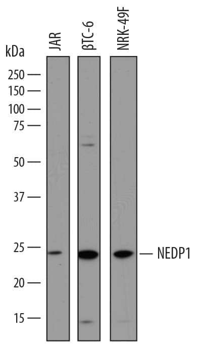 Western Blot NEDP1/SENP8 Antibody