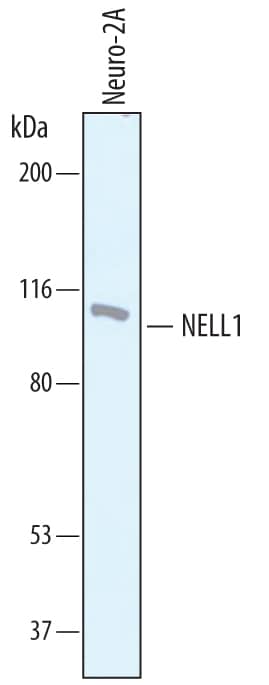 Western Blot NELL1 Antibody