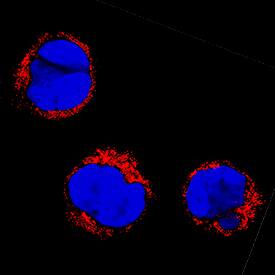 Immunocytochemistry NETO1 Antibody [Unconjugated]