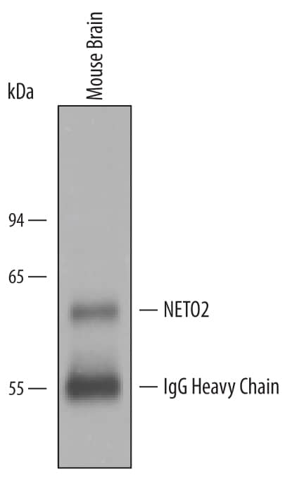 Immunoprecipitation NETO2 Antibody