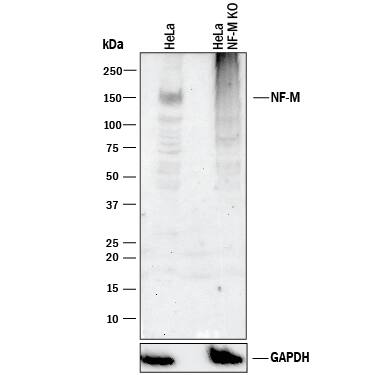 Western blot shows lysates of HeLa human cervical epithelial carcinoma parental cell line and NF-M knockout HeLa cell line (KO). PVDF membrane was probed with 1 µg/mL of Sheep Anti-Human NF-M Antigen Affinity-purified Polyclonal Antibody (Catalog # AF3029) followed by HRP-conjugated Anti-Sheep IgG Secondary Antibody (Catalog # HAF016). A specific band was detected for NF-M at approximately 155 kDa (as indicated) in the parental HeLa cell line, but is not detectable in knockout HeLa cell line. GAPDH (Catalog # AF5718) is shown as a loading control. This experiment was conducted under reducing conditions and using Immunoblot Buffer Group 1.