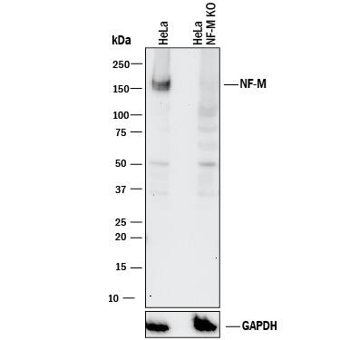 Western blot shows lysates of HeLa human cervical epithelial carcinoma parental cell line and NF-M knockout HeLa cell line (KO). PVDF membrane was probed with 2 µg/mL of Mouse Anti-Human NF-M Monoclonal Antibody (Catalog # MAB3029) followed by HRP-conjugated Anti-Mouse IgG Secondary Antibody (Catalog # HAF018). A specific band was detected for NF-M at approximately 155 kDa (as indicated) in the parental HeLa cell line, but is not detectable in knockout HeLa cell line. GAPDH (Catalog # MAB5718) is shown as a loading control. This experiment was conducted under reducing conditions and using Immunoblot Buffer Group 1.