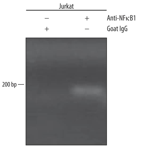 Chromatin Immunoprecipitation (ChIP) NFkB1/NFkB p105 Antibody [Unconjugated]