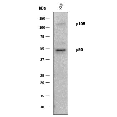 Western Blot NFkB1/NFkB p105 Antibody [Unconjugated]