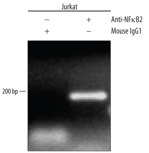 Chromatin Immunoprecipitation (ChIP) NFkB2/NFkB p100 Antibody (291319) [Unconjugated]
