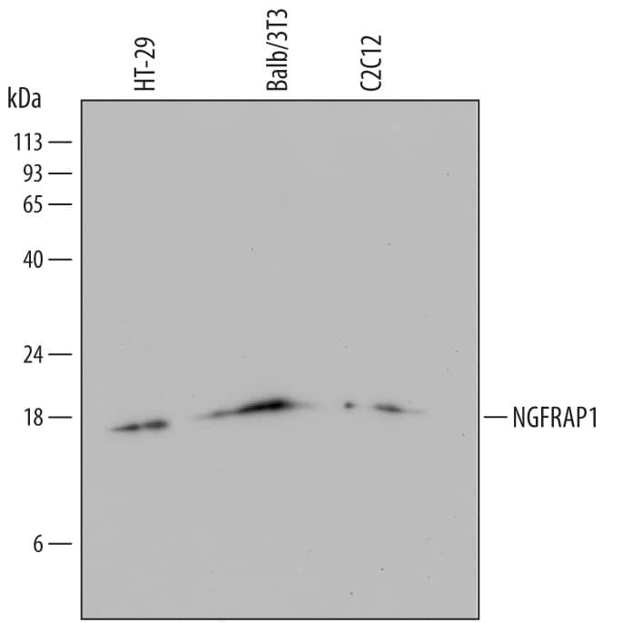 Western blot shows lysates of HT-29 human colon adenocarcinoma cell line, Balb/3T3 mouse embryonic fibroblast cell line, and C2C12 mouse myoblast cell line. PVDF membrane was probed with 1 µg/mL of Mouse Anti-Human NGFRAP1/BEX3 Monoclonal Antibody (Catalog # MAB6858) followed by HRP-conjugated Anti-Mouse IgG Secondary Antibody (Catalog # HAF007). A specific band was detected for NGFRAP1/BEX3 at approximately 15 kDa (as indicated). This experiment was conducted under reducing conditions and using Immunoblot Buffer Group 1.