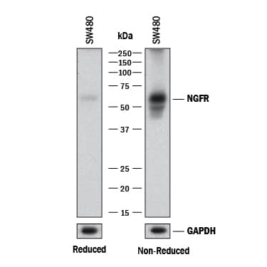 Western Blot NGFR/TNFRSF16/p75NTR Antibody (74902) [Unconjugated]