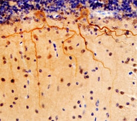 Immunohistochemistry NGL-3/LRRC4B/LRCH4B Antibody (702021)