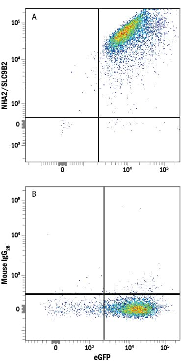 Flow Cytometry NHA2/SLC9B2/NHEDC2 Antibody (896151) [Unconjugated]