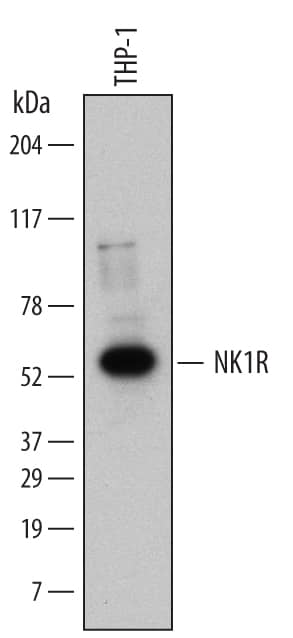 Western blot shows lysates of THP-1 human acute monocytic leukemia cell line. PVDF Membrane was probed with 2 µg/mL of Mouse Anti-Human NK1R Monoclonal Antibody (Catalog # MAB6687) followed by HRP-conjugated Anti-Mouse IgG Secondary Antibody (Catalog # HAF007). A specific band was detected for NK1R at approximately 55 kDa (as indicated). This experiment was conducted under reducing conditions and using Immunoblot Buffer Group 5.