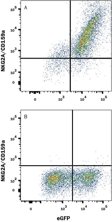 HEK293 Human embryonic kidney cell line transfected with either (A) Human NKG2A/CD159a, or (B) Human NKG2B/CD159b and eGFP was stained with Mouse Anti-Human NKG2A/CD159a Monoclonal Antibody (Catalog # MAB1059R) followed by APC-conjugated anti-Mouse IgG secondary antibody (Catalog # F0101B). Quadrant markers were set based on control antibody staining (Catalog # MAB003). View our protocol for Staining Membrane-associated Proteins.