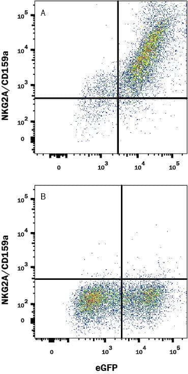 HEK293 Human embryonic kidney cell line transfected with either (A) Human NKG2A/CD159a, or (B) Human NKG2B/CD159b and eGFP was stained with Mouse Anti-Human NKG2A/CD159a Monoclonal Antibody (Catalog # MAB1059) followed by APC-conjugated anti-Mouse IgG secondary antibody (Catalog # F0101B). Quadrant markers were set based on control antibody staining (Catalog # MAB003). View our protocol for Staining Membrane-associated Proteins.