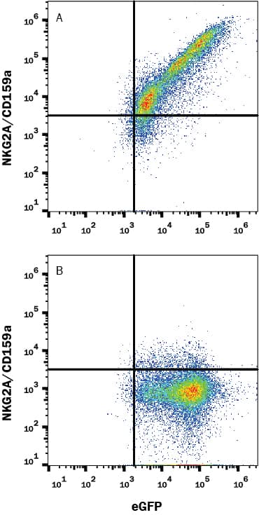 HEK293 Human embryonic kidney cell line transfected with either (A) Mouse NKG2A/CD159a, or (B) Mouse NKG2C/CD159c and eGFP was stained with Rabbit Anti-Mouse NKG2A/CD159a Monoclonal Antibody (Catalog # MAB68671) followed by APC-conjugated anti-Rabbit IgG secondary antibody (Catalog # F0111). Quadrant markers were set based on control antibody staining (Catalog # MAB1050). View our protocol for Staining Membrane-associated Proteins.