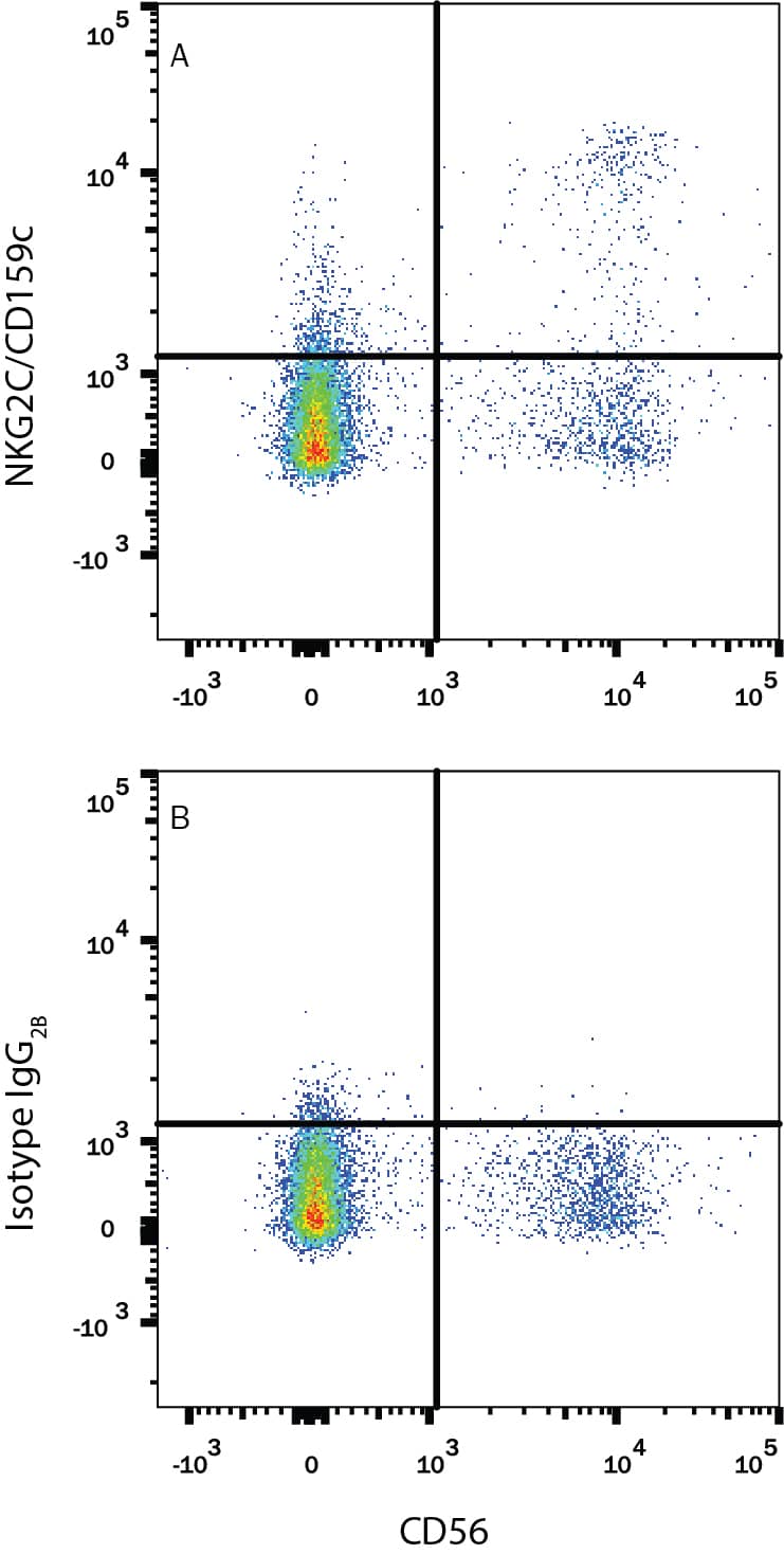 Human peripheral blood lymphocytes were stained with Mouse Anti-Human NCAM-1/CD56 APC-conjugated Monoclonal Antibody (Catalog # FAB2408A) and either (A) Alexa Fluor® 488-conjugated Mouse Anti-Human NKG2C/CD159c Monoclonal Antibody (Catalog # FAB1381G) or (B) Mouse IgG2B Flow Cytometry Isotype Control (Catalog # IC0041G).View our protocol for Staining Intracellular Molecules.