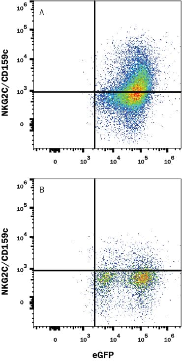 HEK293 human embryonic kidney cell line transfected with either (A) mouse NKG2C/CD159c or (B) mouse NKG2A/CD159a and eGFP was stained with Rabbit Anti-Mouse NKG2c/CD159c Alexa Fluor® 647-conjugated Monoclonal Antibody (Catalog # FAB1382R). Quadrant markers were set based on control antibody staining (Catalog # FAB1050R). View our protocol for Staining Membrane-associated Proteins.