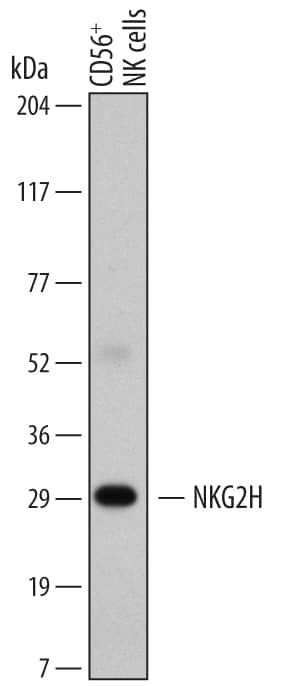 Western Blot NKG2H Antibody (633810)