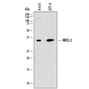 Western blot shows lysates of A-673 human Ewing's sarcoma cell line and  beta TC-6 mouse beta cell insulinoma cell line. PVDF membrane was probed with 2 µg/mL of Mouse Anti-Human/Mouse/Rat NKX2.2 Monoclonal Antibody (Catalog # MAB8167) followed by HRP-conjugated Anti-Mouse IgG Secondary Antibody (Catalog # HAF018). A specific band was detected for NKX2.2 at approximately 35 kDa (as indicated). This experiment was conducted under reducing conditions and using Immunoblot Buffer Group 1.