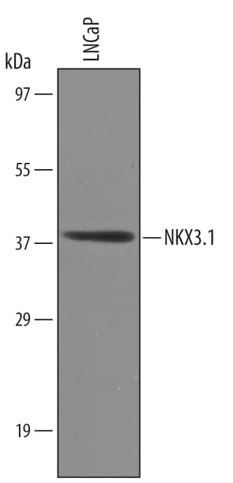 Western Blot NKX3.1 Antibody