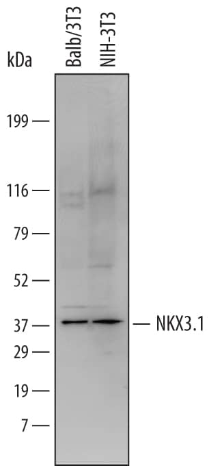 Western blot shows lysates of Balb/3T3 mouse embryonic fibroblast cell line and NIH‑3T3 mouse embryonic fibroblast cell line. PVDF Membrane was probed with 1 µg/mL of Mouse NKX3.1 Antigen Affinity-purified Polyclonal Antibody (Catalog # AF6475) followed by HRP-conjugated Anti-Sheep IgG Secondary Antibody (Catalog # HAF016). A specific band was detected for NKX3.1 at approximately 38 kDa (as indicated). This experiment was conducted under reducing conditions and using Immunoblot Buffer Group 1.
