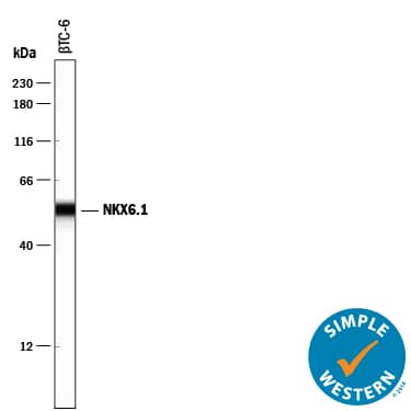 Simple Western lane view shows lysates of  beta TC-6 mouse beta cell insulinoma cell line, loaded at 0.2 mg/mL. A specific band was detected for NKX6.1 at approximately 54 kDa (as indicated) using 10 µg/mL of Goat Anti-Human/Mouse NKX6.1 Antigen Affinity-purified Polyclonal Antibody (Catalog # AF5857) followed by 1:50 dilution of HRP-conjugated Anti-Goat IgG Secondary Antibody (Catalog # HAF109). This experiment was conducted under reducing conditions and using the 12-230 kDa separation system.