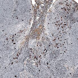 Immunohistochemistry NKp30/NCR3 Antibody (2615A) [Unconjugated]