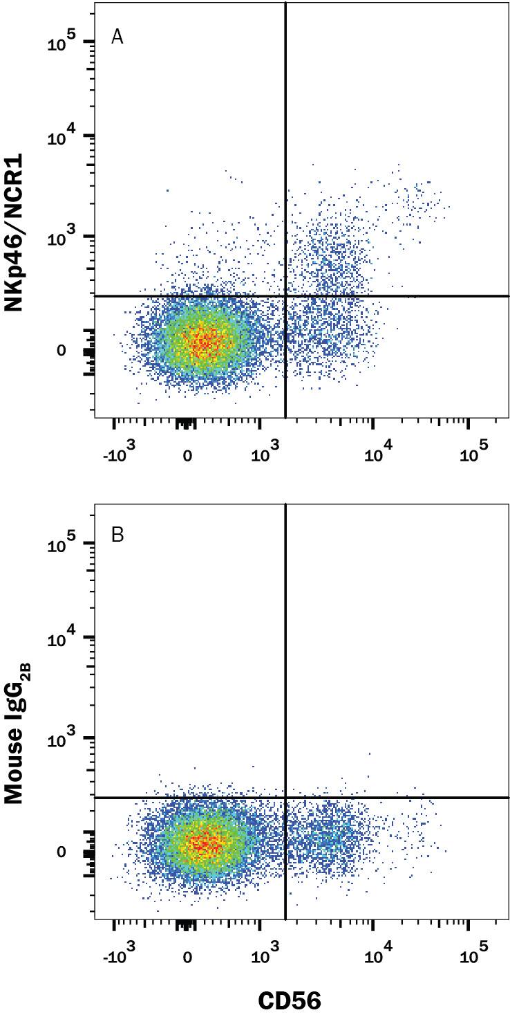Human peripheral blood mononuclear cells (PBMCs) were stained with Mouse Anti-Human NCAM-1/CD56 APC-conjugated Monoclonal Antibody (Catalog # FAB2408A) and either (A) Mouse Anti-Human NKp46/NCR1 Alexa Fluor® 594-conjugated Monoclonal Antibody (Catalog # FAB1850T) or (B) Mouse IgG2B Phycoerythrin Isotype Control (Catalog # IC0041T). View our protocol for Staining Membrane-associated Proteins.