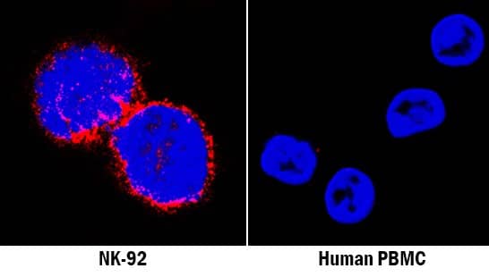 NKp46/NCR1 was detected in immersion fixed NK-92 human natural killer lymphoma cell line (left panel, positive stain) and human peripheral blood mononuclear cells (PBMCs; right panel, negative stain) using Mouse Anti-Human NKp46/NCR1 Monoclonal Antibody (Catalog # MAB1850) at 25 µg/mL for 3 hours at room temperature. Cells were stained using the NorthernLights™ 557-conjugated Anti-Mouse IgG Secondary Antibody (red; Catalog # NL007) and counterstained with DAPI (blue). Specific staining was localized to cytoplasm. View our protocol for Fluorescent ICC Staining of Non-adherent Cells.