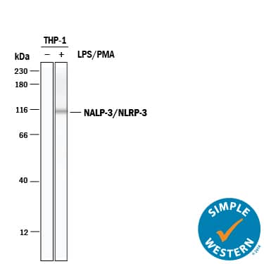 Simple Western lane view shows lysates of THP-1 human acute monocytic leukemia cell line untreated (-) or treated (+) with PMA and LPS, loaded at 0.2 mg/mL. A specific band was detected for NLRP3/NALP3 at approximately 111 kDa (as indicated) using 50 µg/mL of Sheep Anti-Human NLRP3/NALP3 (aa 4-223) Antigen Affinity-purified Polyclonal Antibody (Catalog # AF6789) followed by 1:50 dilution of HRP-conjugated Anti-Sheep IgG Secondary Antibody (Catalog # HAF016). This experiment was conducted under reducing conditions and using the 12-230 kDa separation system.