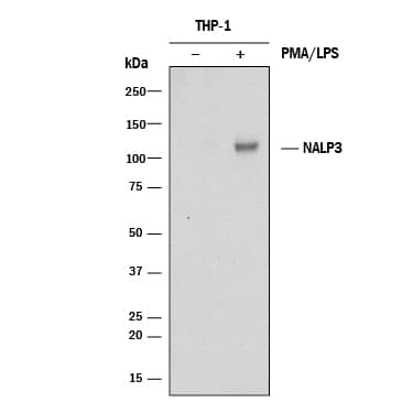 Western blot shows lysates of THP-1 human acute monocytic leukemia cell line untreated (-) or treated (+) with 200 nM PMA for 24 hours and 10 µg/mL LPS for 3 hours . PVDF membrane was probed with 2 µg/mL of Mouse Anti-Human NLRP3/NALP3 Monoclonal Antibody (Catalog # MAB67891) followed by HRP-conjugated Anti-Mouse IgG Secondary Antibody (Catalog # HAF018). A specific band was detected for NLRP3/NALP3 at approximately 116 kDa (as indicated). This experiment was conducted under reducing conditions and using Immunoblot Buffer Group 1.