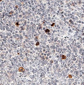 Immunohistochemistry NLRP3/NALP3 Antibody (768319) [Unconjugated]