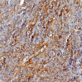 Immunohistochemistry NOD1 Antibody (626919) [Unconjugated]