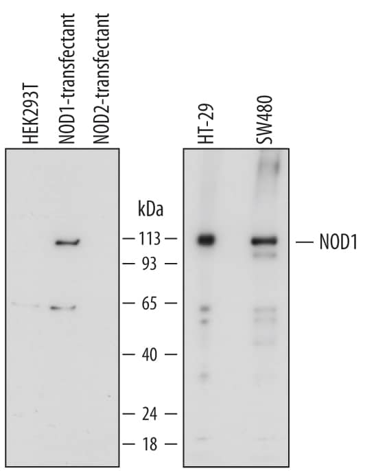 Western Blot NOD1 Antibody (626919) [Unconjugated]