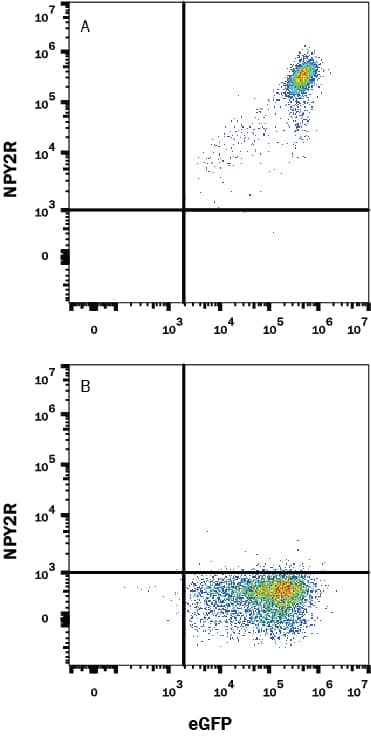 HEK293 human embryonic kidney cell line transfected with (A) Human NPY2R or (B) irrelevant protein, and EGFP, was stained with Mouse Anti-Human NPY2R Monoclonal Antibody (Catalog # MAB10211) followed by Allophycocyanin-conjugated Anti-Mouse IgG Secondary Antibody (Catalog # F0101B). Quadrant markers were set based on Mouse IgG1 isotype control antibody staining (Catalog # MAB002). View our protocol for Staining Membrane-associated Proteins.