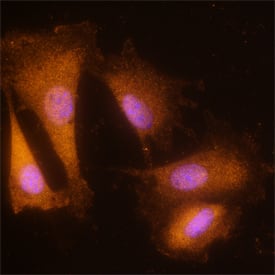 Immunocytochemistry NRAGE/MAGED1 Antibody (613441)