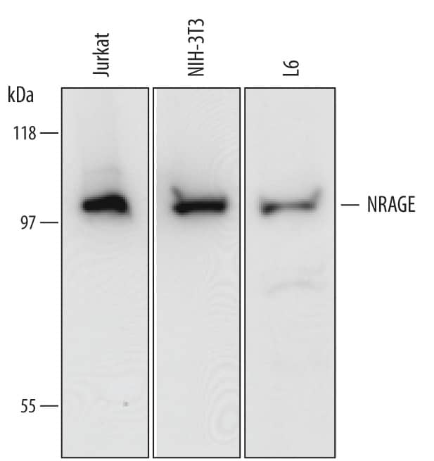 Western Blot NRAGE/MAGED1 Antibody (613441)