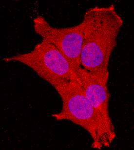 NRAGE was detected in immersion fixed C2C12 mouse myoblast cell line using Mouse Anti-Human NRAGE Monoclonal Antibody (Catalog # MAB3835) at 10 µg/mL for 3 hours at room temperature. Cells were stained using the NorthernLights™ 557-conjugated Anti-Mouse IgG Secondary Antibody (red; Catalog # NL007) and counterstained with DAPI (blue). Specific staining was localized to cytoplasm. View our protocol for Fluorescent ICC Staining of Cells on Coverslips.