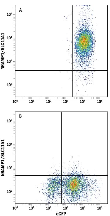 Flow Cytometry NRAMP1/SLC11A1 Antibody (910825)