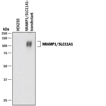 Western Blot NRAMP1/SLC11A1 Antibody (910825)