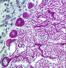 Immunohistochemistry NT-3 Antibody [Unconjugated]