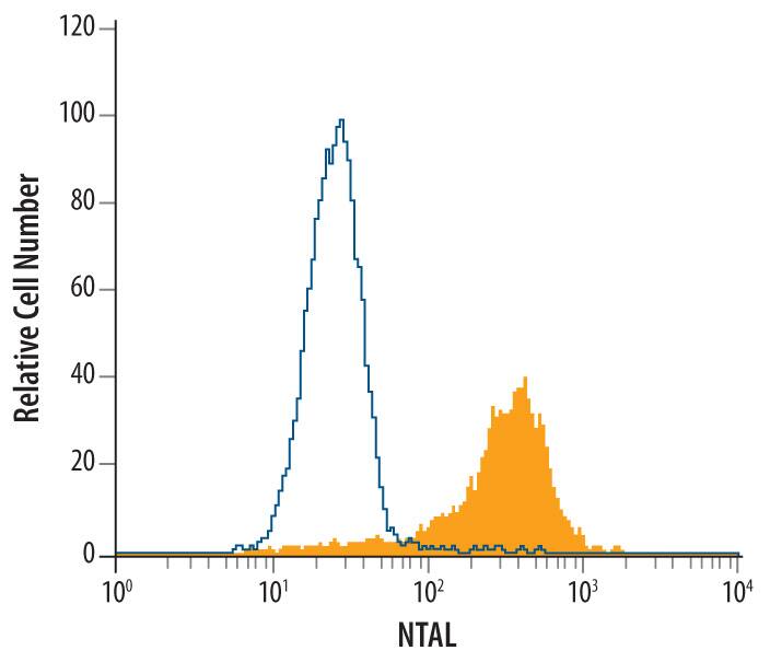 THP-1 human acute monocytic leukemia cell line was stained with Mouse Anti-Human NTAL Monoclonal Antibody (Catalog # MAB4066, filled histogram) or isotype control antibody (Catalog # MAB0041, open histogram), followed by Phycoerythrin-conjugated Anti-Mouse IgG Secondary Antibody (Catalog # F0102B). To facilitate intracellular staining, cells were fixed with paraformaldehyde and permeabilized with saponin.