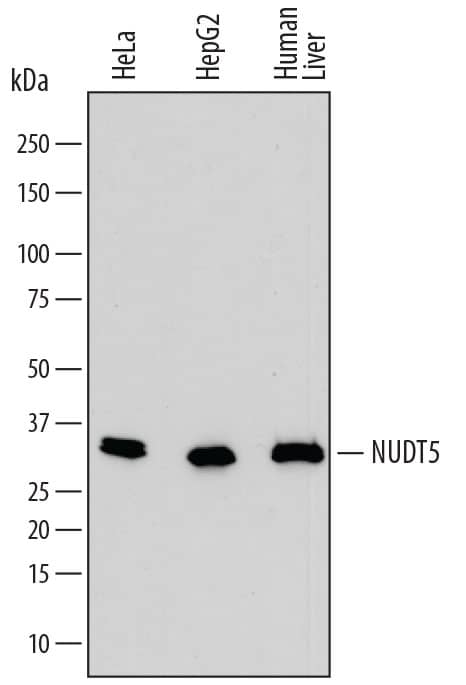 Western blot shows lysates of HeLa human cervical epithelial carcinoma cell line, HepG2 human hepatocellular carcinoma cell line, and human liver tissue. PVDF membrane was probed with 0.2 µg/mL of Sheep Anti-Human ADP-Sugar Pyrophosphatase/NUDT5 Antigen Affinity-purified Polyclonal Antibody (Catalog # AF6414) followed by HRP-conjugated Anti-Sheep IgG Secondary Antibody (Catalog # HAF016). A specific band was detected for ADP-Sugar Pyrophosphatase/NUDT5 at approximately 33 kDa (as indicated). This experiment was conducted under reducing conditions and using Immunoblot Buffer Group 1.