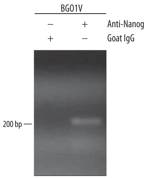 BG01V human embryonic stem cells were fixed using formaldehyde, resuspended in lysis buffer, and sonicated to shear chromatin. Nanog/DNA complexes were immunoprecipitated using 5 µg Goat Anti-Human Nanog Antigen Affinity-purified Polyclonal Antibody (Catalog # AF1997) or control antibody (AB-108-C) for 15 minutes in an ultrasonic bath, followed by Biotinylated Anti-Goat IgG Secondary Antibody (BAF109). Immunocomplexes were captured using 50 µL of MagCellect Streptavidin Ferrofluid (Catalog # MAG999) and DNA was purified using chelating resin solution. Thenanogpromoter was detected by standard PCR.