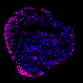 Immunocytochemistry Nanog Antibody [Unconjugated]