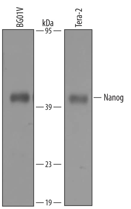 Western blot shows lysates of BG01V human embryonic stem cells and Tera-2 human embryonic lung carcinoma cell line. PVDF membrane was probed with 1 µg/mL of Goat Anti-Human Nanog Antigen Affinity-purified Polyclonal Antibody (Catalog # AF1997) followed by HRP-conjugated Anti-Goat IgG Secondary Antibody (HAF109). A specific band was detected for Nanog at approximately 40 kDa (as indicated). This experiment was conducted under reducing conditions and using Immunoblot Buffer Group 9.