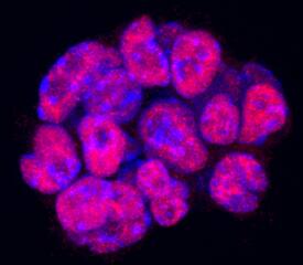Nanog was detected in immersion fixed D3 mouse embryonic stem cell line using Goat Anti-Mouse Nanog Antigen Affinity-purified Polyclonal Antibody (Catalog # AF2729) at 10 µg/mL for 3 hours at room temperature. Cells were stained using the NorthernLights™ 557-conjugated Anti-Goat IgG Secondary Antibody (red; Catalog # NL001) and counterstained with DAPI (blue). Specific staining was localized to nuclei. View our protocol for Fluorescent ICC Staining of Stem Cells on Coverslips.
