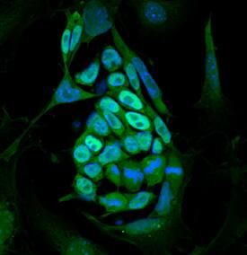Nanog was detected in immersion fixed D3 mouse embryonic stem cell line on irradiated mouse embryonic fibroblasts using Goat Anti-Mouse Nanog Alexa Fluor® 488‑conjugated Antigen Affinity-purified Polyclonal Antibody (green; Catalog # IC2729G) at 10 µg/mL for 3 hours at room temperature. Cells were counterstained with DAPI (blue). Specific staining was localized to nuclei. View our protocol for Fluorescent ICC Staining of Stem Cells on Coverslips.