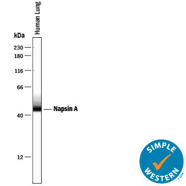 Simple Western lane view shows lysates of human lung tissue, loaded at 0.2 mg/mL. A specific band was detected for Napsin A at approximately 46 kDa (as indicated) using 5 µg/mL of Rabbit Anti-Human Napsin A Monoclonal Antibody (Catalog # MAB8489) . This experiment was conducted under reducing conditions and using the 12-230 kDa separation system.
